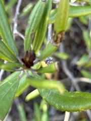 Comarostaphylis diversifolia