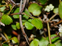 Scandia geniculata