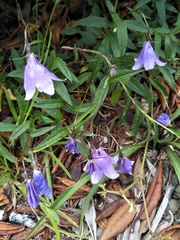 Adenophora morrisonensis