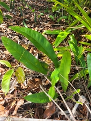 Anthurium raimundii
