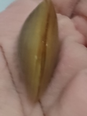 Iphigenia brasiliensis