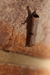 Pilostibes stigmatias