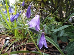 Adenophora morrisonensis