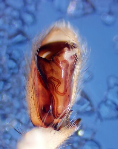 Clubiona terrestris