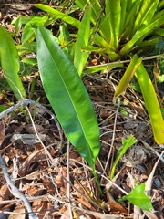 Anthurium raimundii