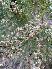 Baccharis sergiloides
