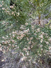 Baccharis sergiloides