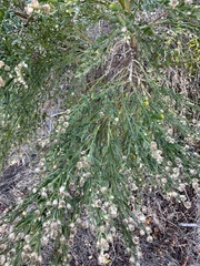 Baccharis sergiloides