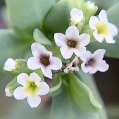 Heliotropium curassavicum