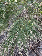 Baccharis sergiloides