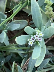 Heliotropium curassavicum