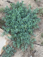 Heliotropium curassavicum