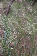 Austrostipa mollis