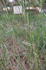 Austrostipa mollis