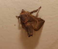 Anaxidia lozogramma