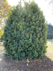 Laurus nobilis