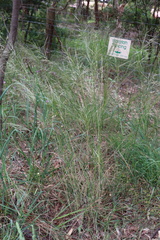 Austrostipa mollis