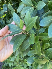 Laurus nobilis