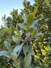Laurus nobilis