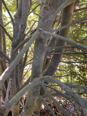 Laurus nobilis