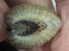 Anomalocardia flexuosa