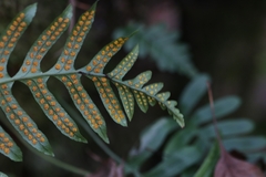 Polypodium interjectum