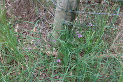 Arthropodium strictum