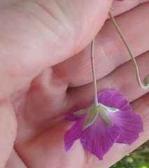 Geranium incanum