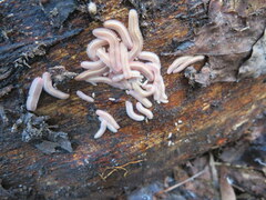 Brachycybe lecontii