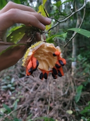 Tabernaemontana salzmannii