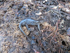 Ambystoma talpoideum