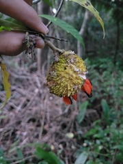 Tabernaemontana salzmannii