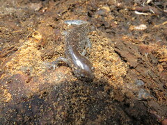 Ambystoma talpoideum