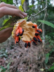 Tabernaemontana salzmannii