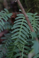 Polypodium interjectum