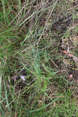 Caesia calliantha