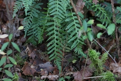 Polypodium interjectum