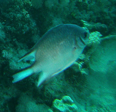 Amblyglyphidodon indicus