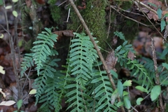 Polypodium interjectum