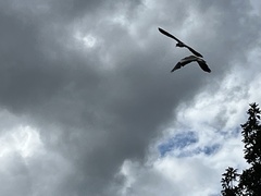 Vanellus chilensis chilensis