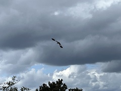 Vanellus chilensis chilensis