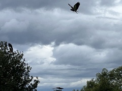 Vanellus chilensis chilensis