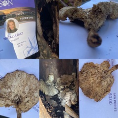 Cymatoderma caperatum