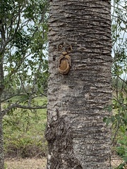 Phoenix canariensis