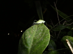 Phaneropterinae