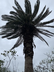 Phoenix canariensis