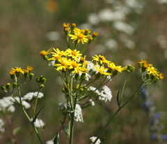 Senecio picridis