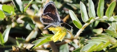 Brephidium exilis exilis