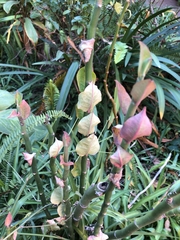 Euphorbia tithymaloides