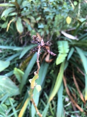 Euphorbia tithymaloides